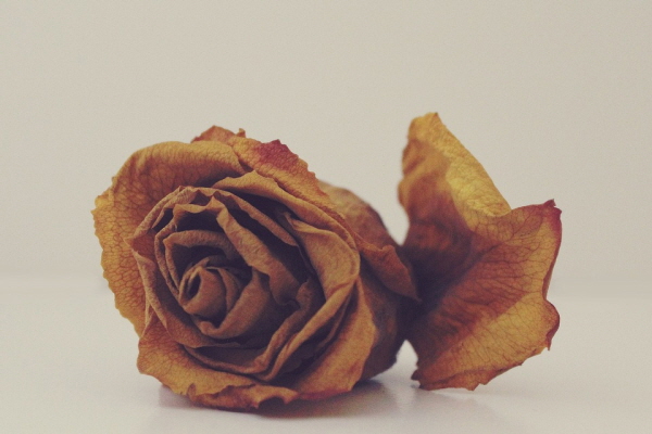 rose.jpg